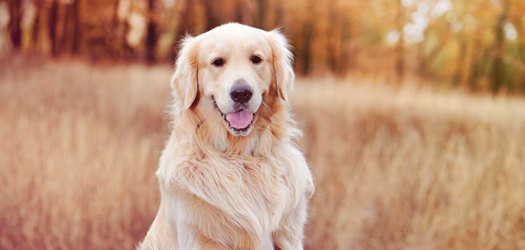 small golden terrier