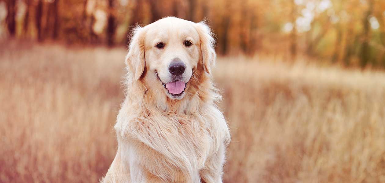 Gold Dog Breeds Golden Dogs With Beautiful Fur