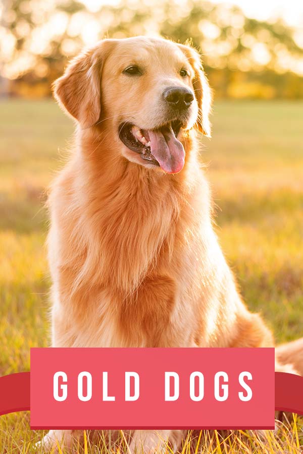 Golden Dog Breeds - Meet 20 Gorgeous Gold Dogs