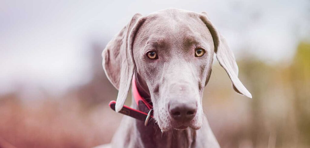 Grey Dog Breeds - 20 Gorgeous Dogs With 