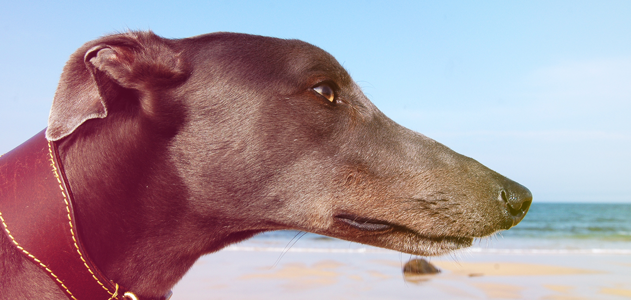 can greyhounds be left alone