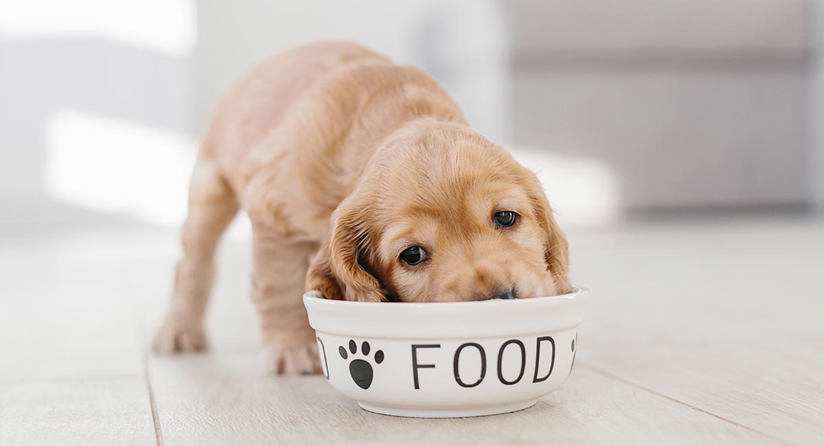 feeding your puppy