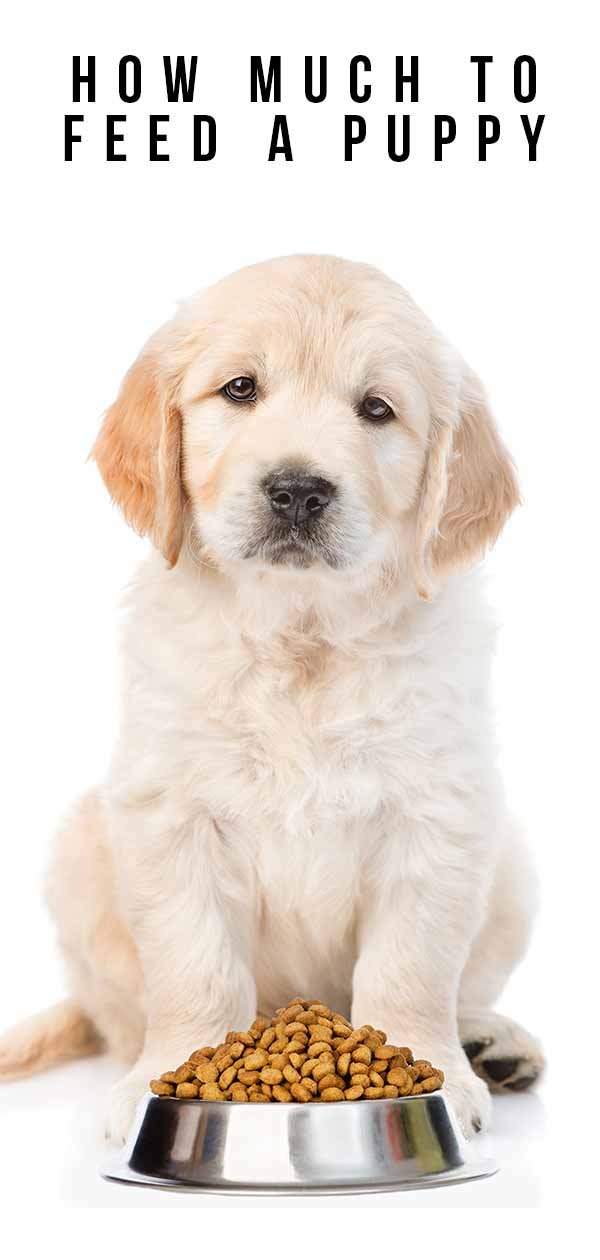 How Much To Feed A Puppy Your Complete Puppy Feeding Guide