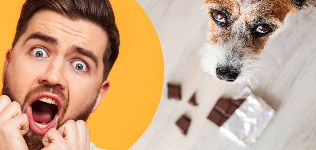 dog-ate-chocolate-recognising-symptoms-and-what-to-do-next