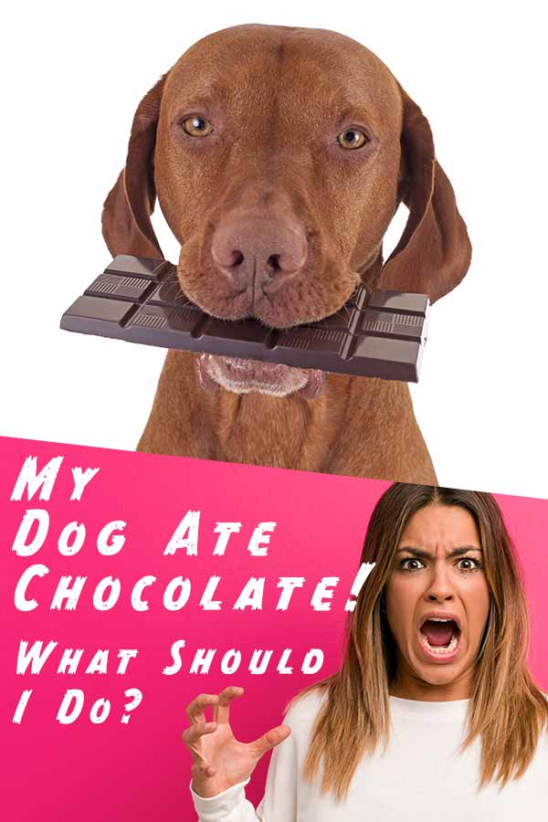 what should i watch if my dog ate chocolate