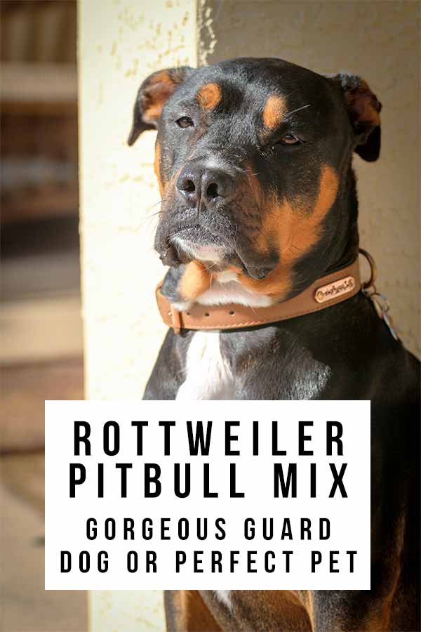 rottweiler pitbull mix
