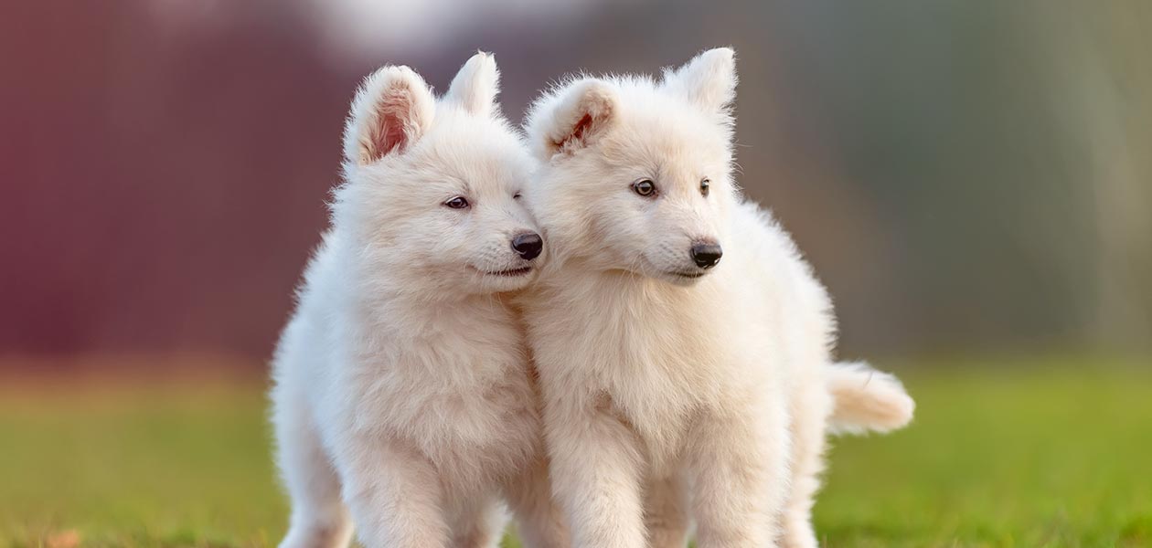 big puffy white dog