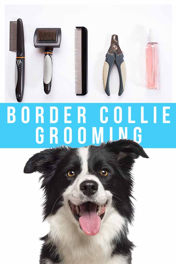 do border collies get groomed