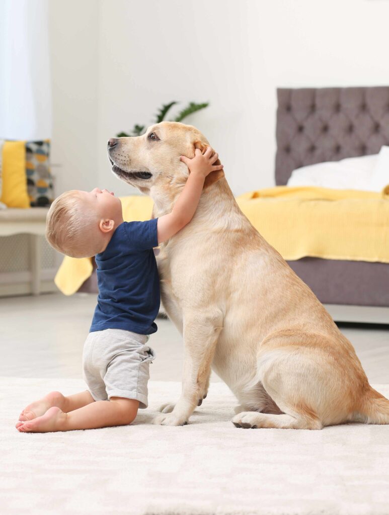 Young child upsetting a Labrador by pulling his ears