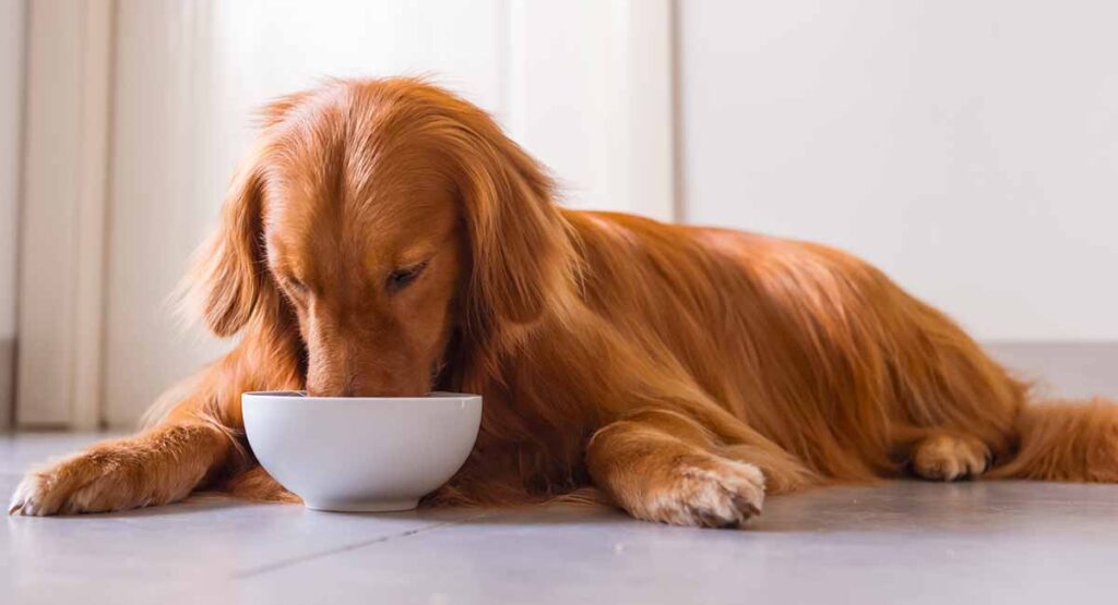 best dog food for sensitive skin