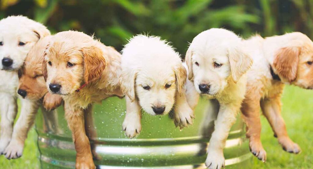 adorable golden retriever puppies