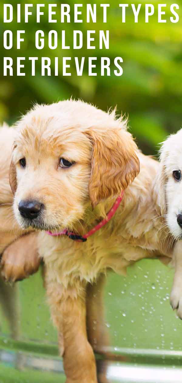 tipi di golden retriever