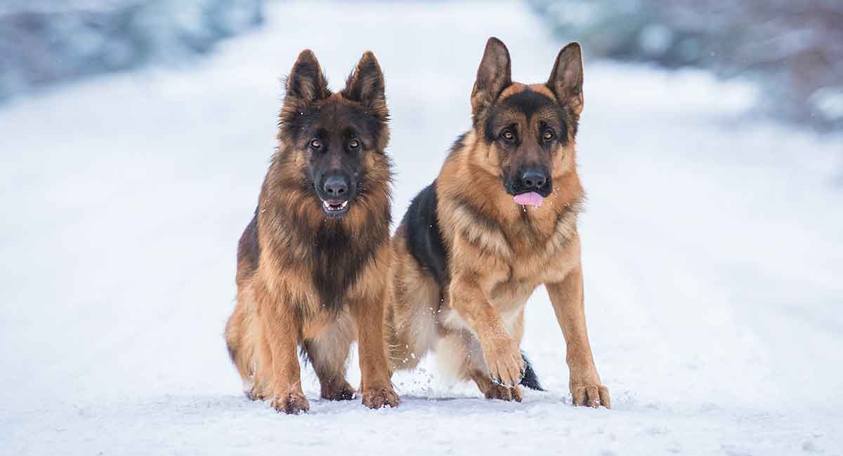 Different types of german best sale shepherd coats