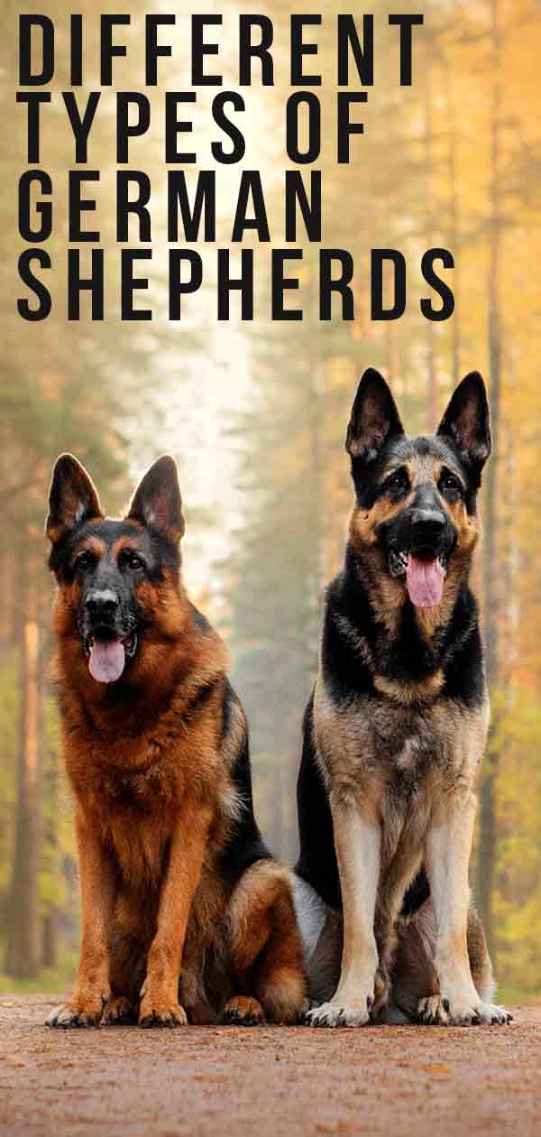 types of german shepherds