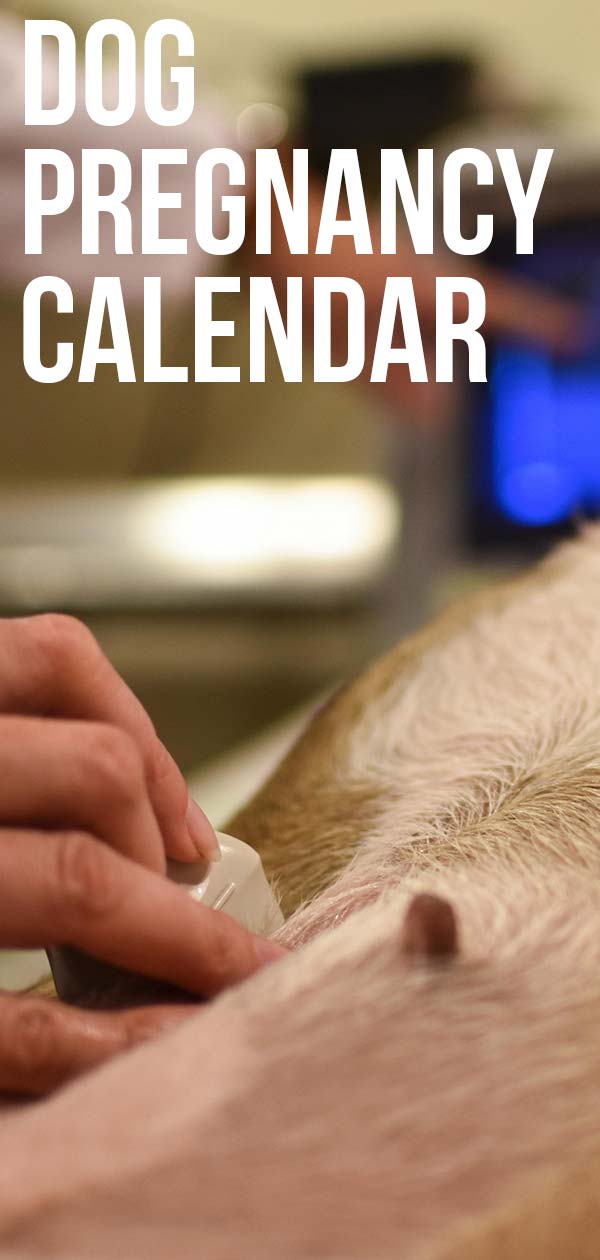 Dog Pregnancy Calendar What To Expect When She s Expecting