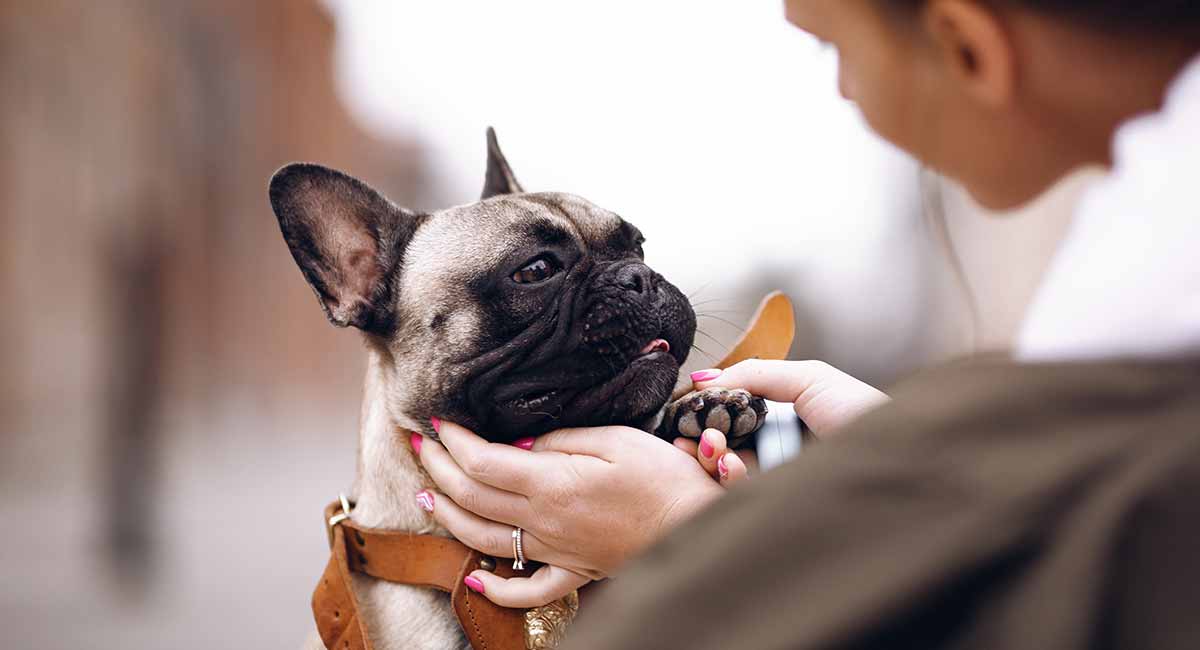 french bulldog rescue midwest