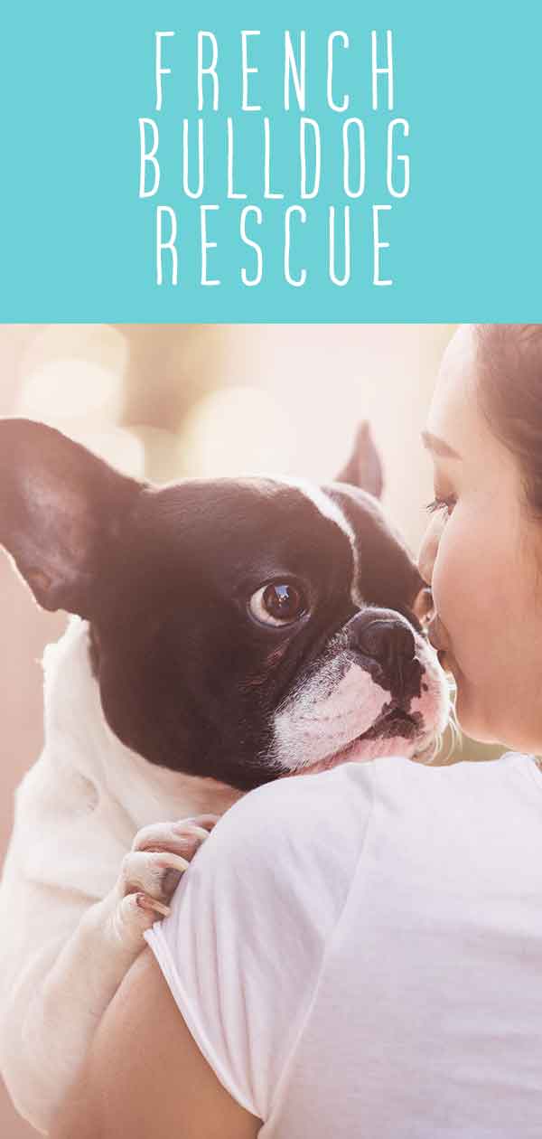 French Bulldog Rescue Helping You Find Your Perfect Frenchie