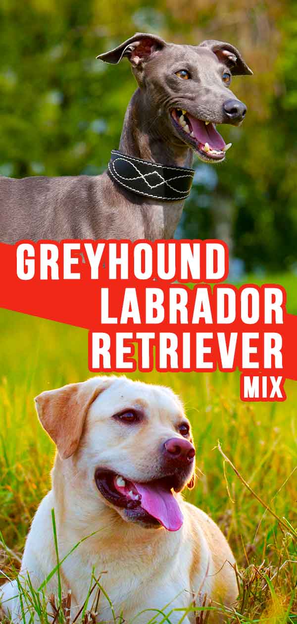 Greyhound Lab Mix - What To Expect From The Greyador