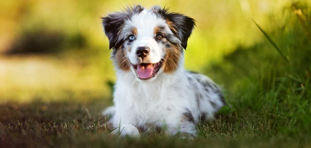 Blue merle outlet dog