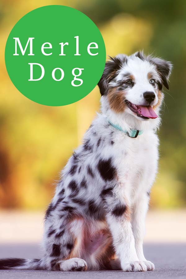 what makes a dog a merle