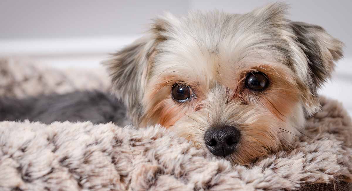 Best dog outlet food for morkies