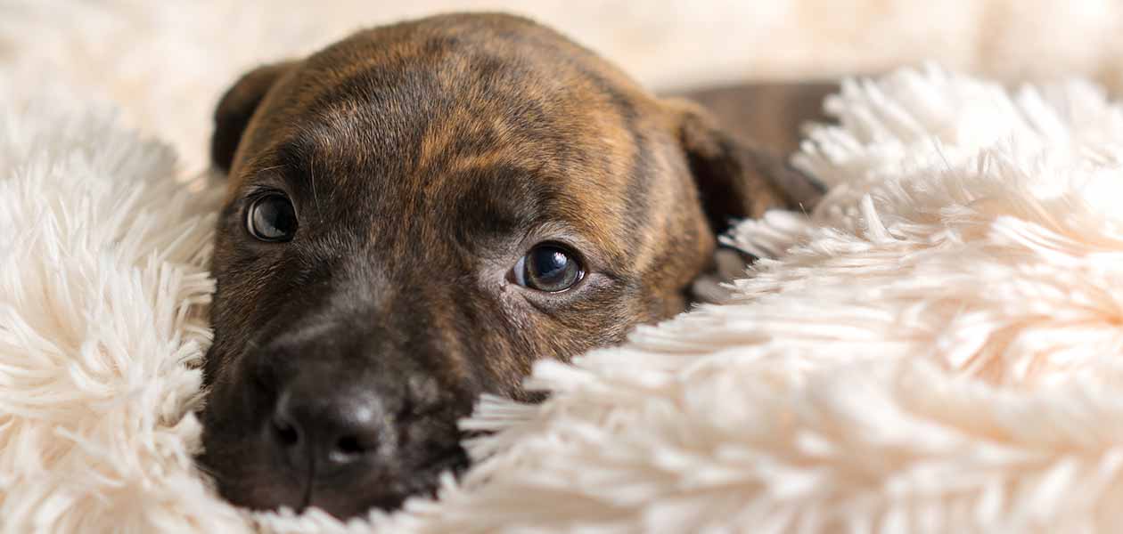 brindle dog