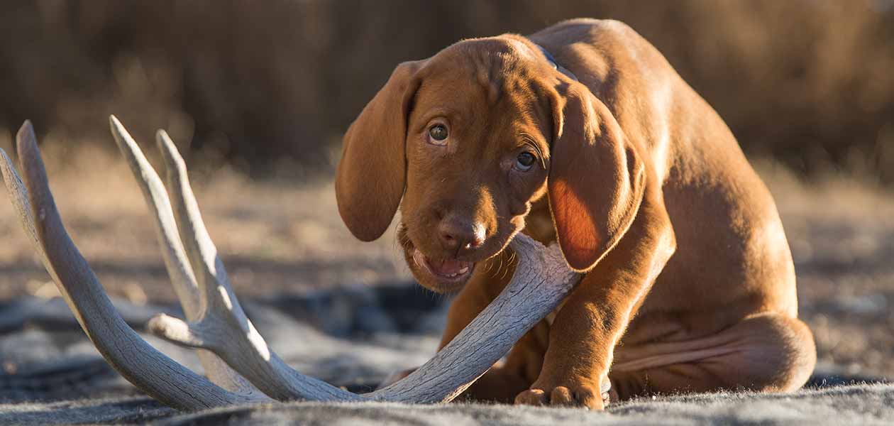 elk antlers for dogs