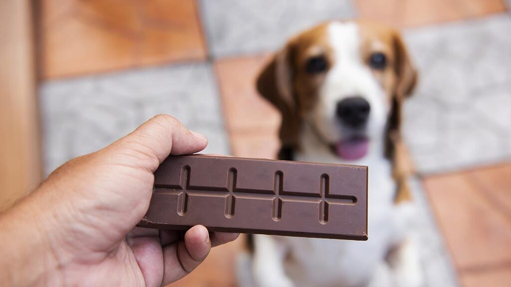 Can Dogs Eat Chocolate, And If Not, Why Not?