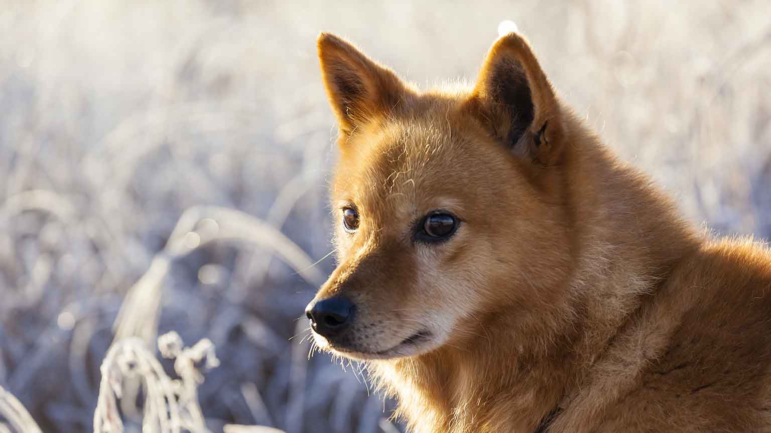 nordic spitz dog