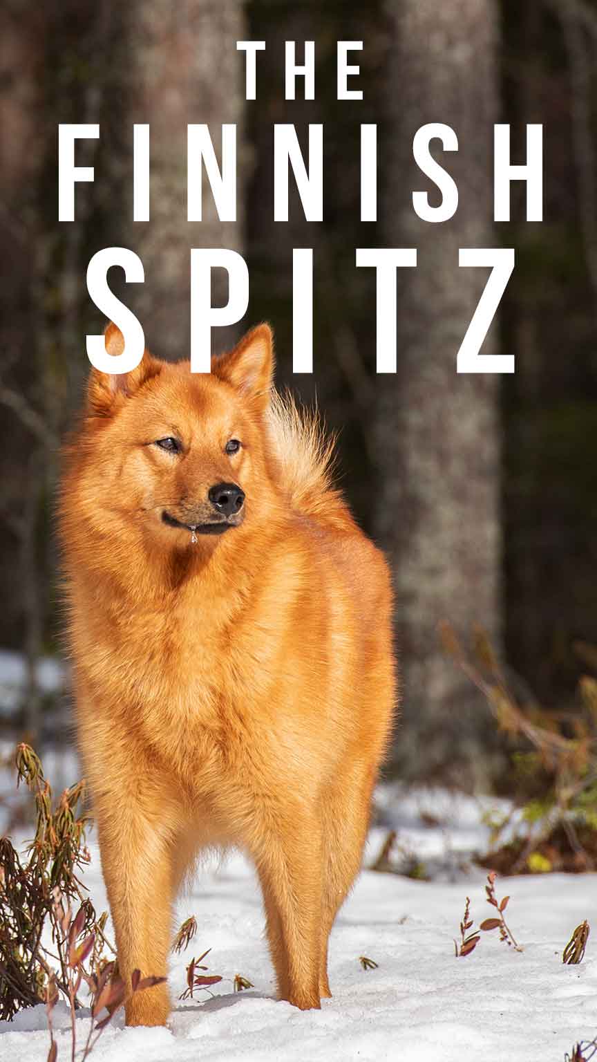 Finnish Spitz Your Guide To An Ancient And Isolated Dog Breed