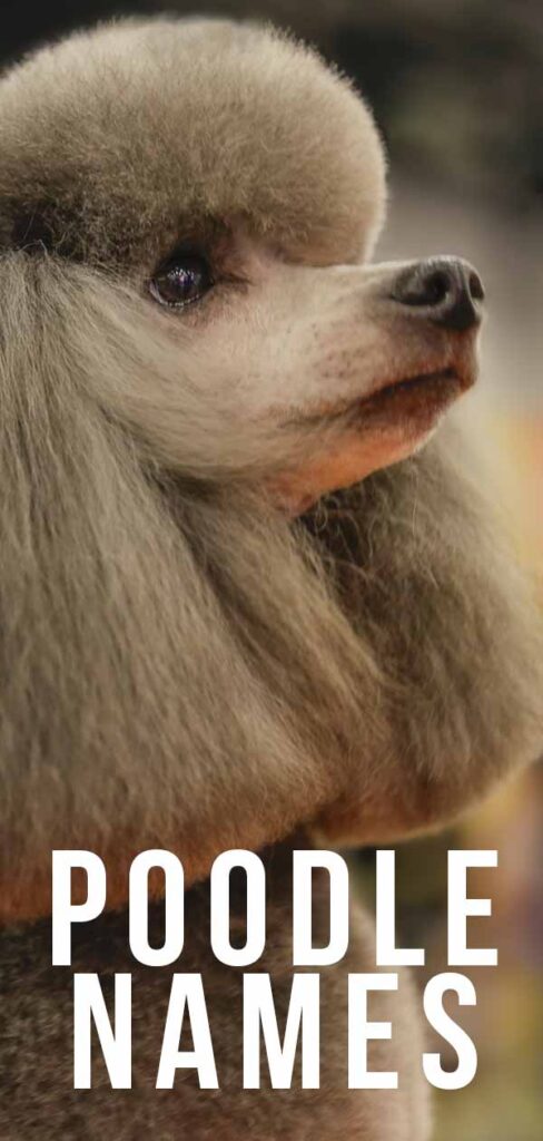 poodle names