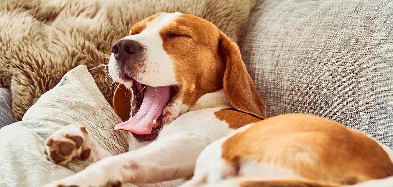 Why Do Dogs Yawn And What Are Their Yawns Trying To Tell Us