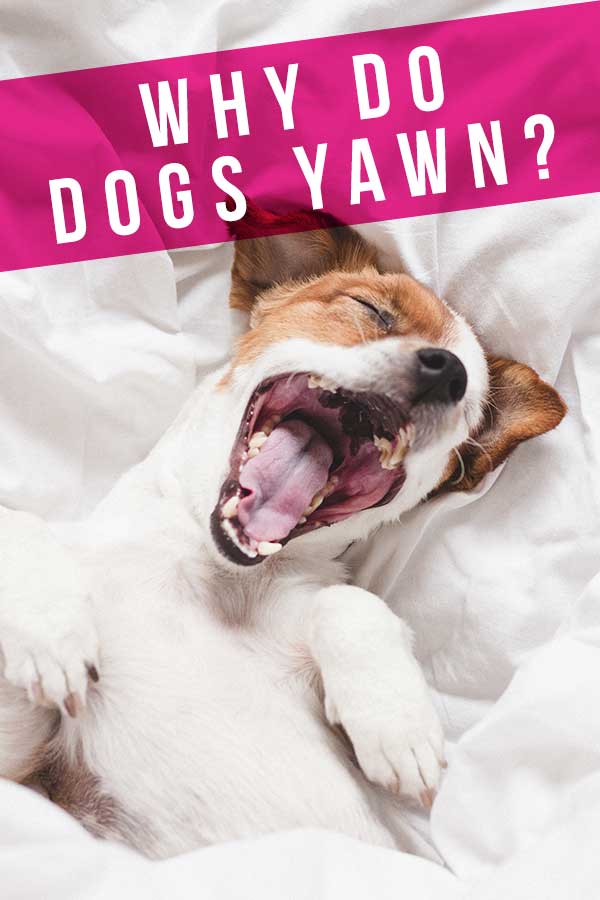 Why Do Dogs Yawn And What Are Their Yawns Trying To Tell Us