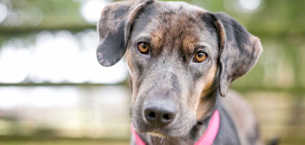 can a catahoula be a bird dog