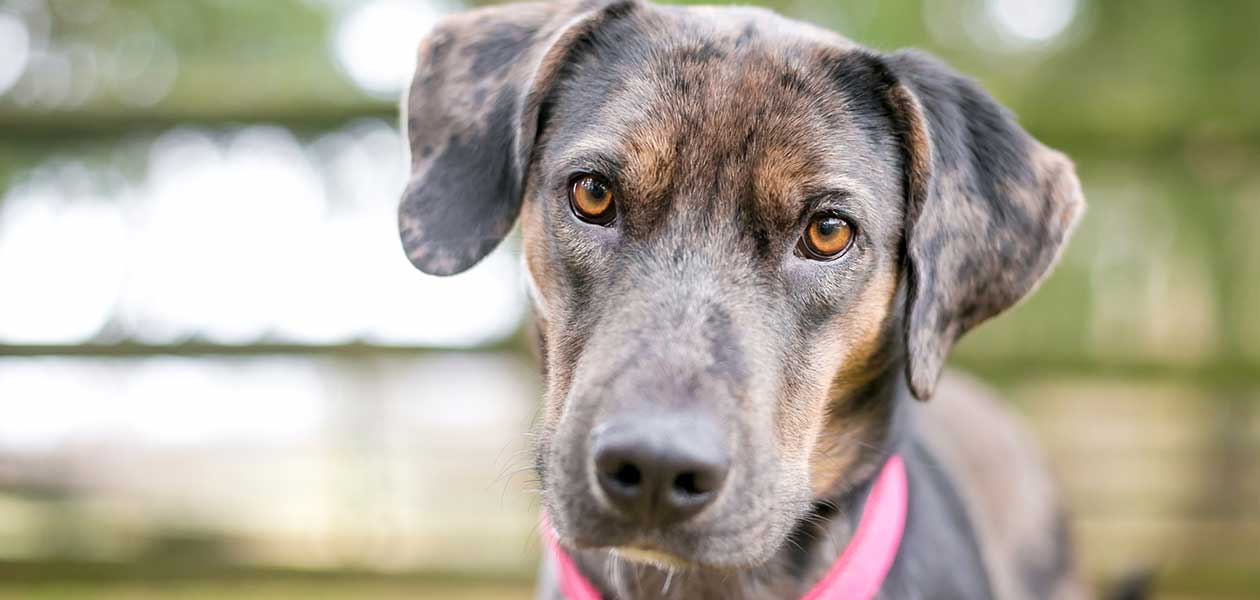 are catahoulas friendly dogs