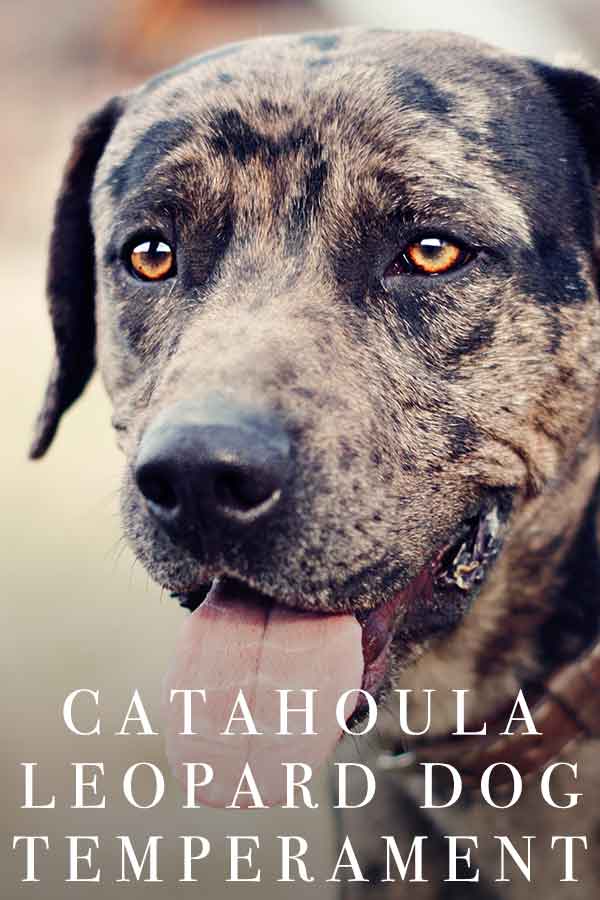 do catahoula leopard dog bark a lot