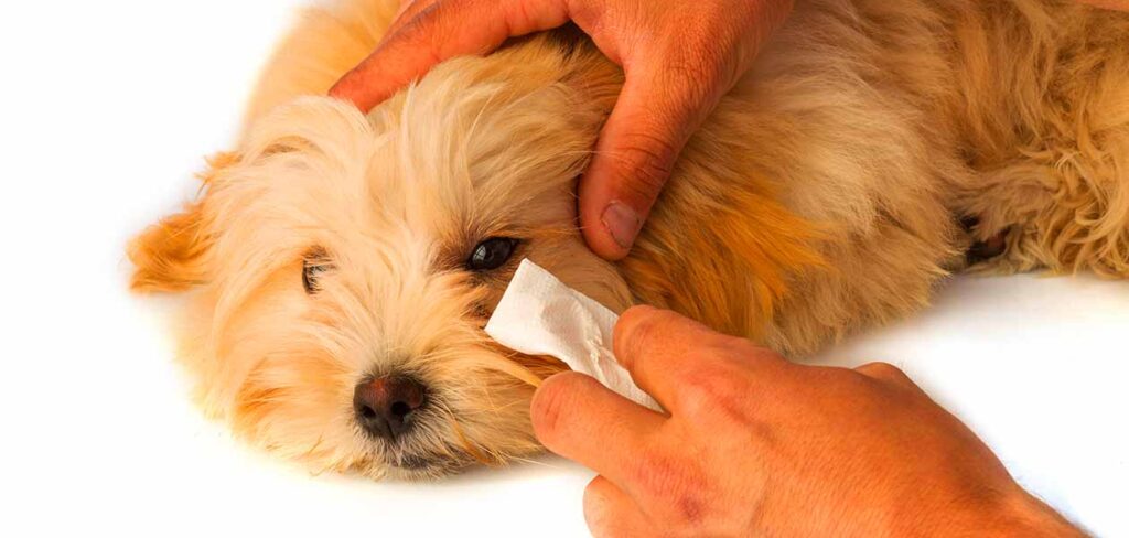 Close-up of a dog's eye with eye boogers and a human cleaning it