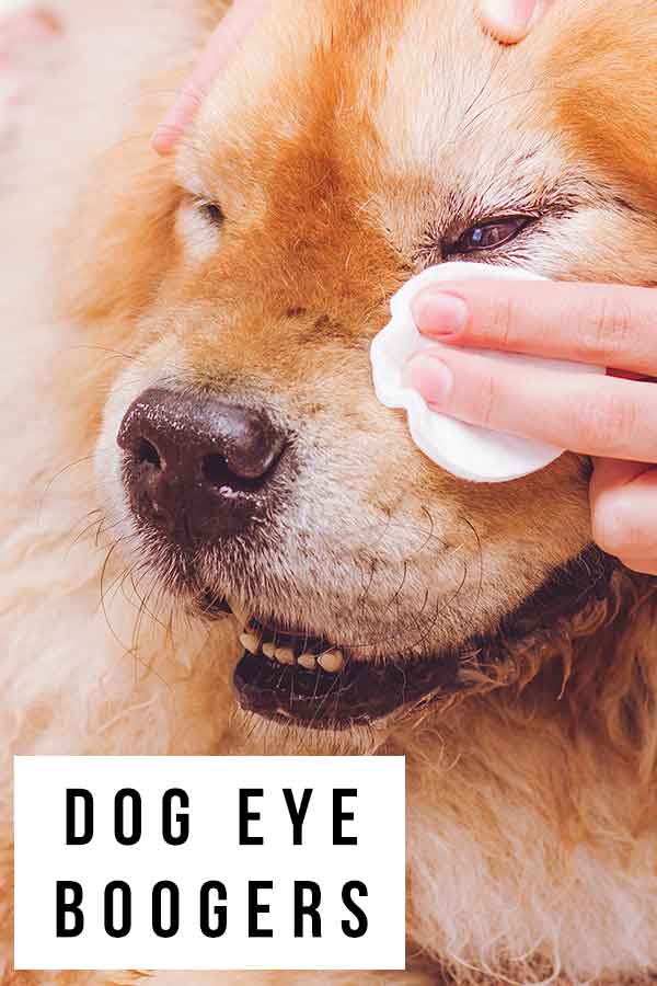 are eye boogers good for dogs