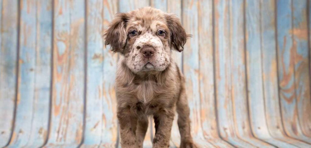 shar pei cocker spaniel mix for sale