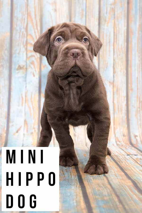 adult mini hippo dog