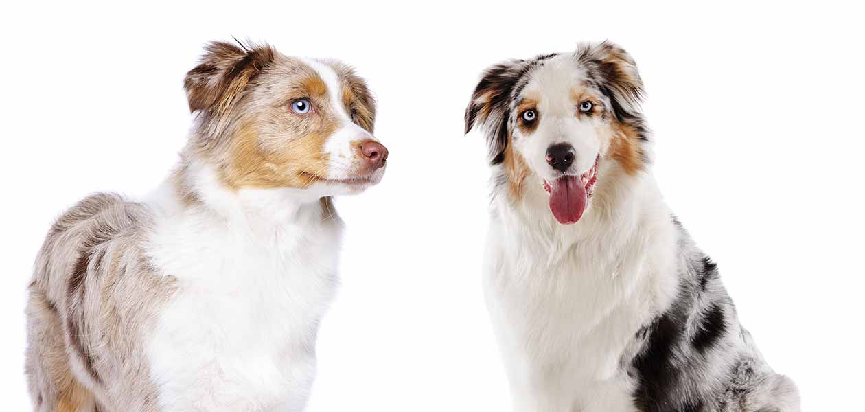 australian shepherd size comparison