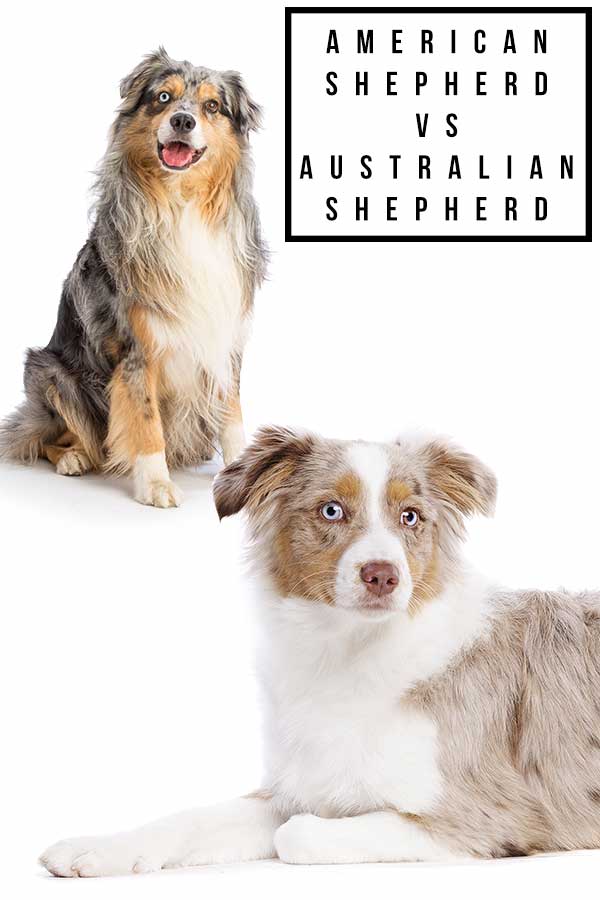 american shepherd vs australian shepherd