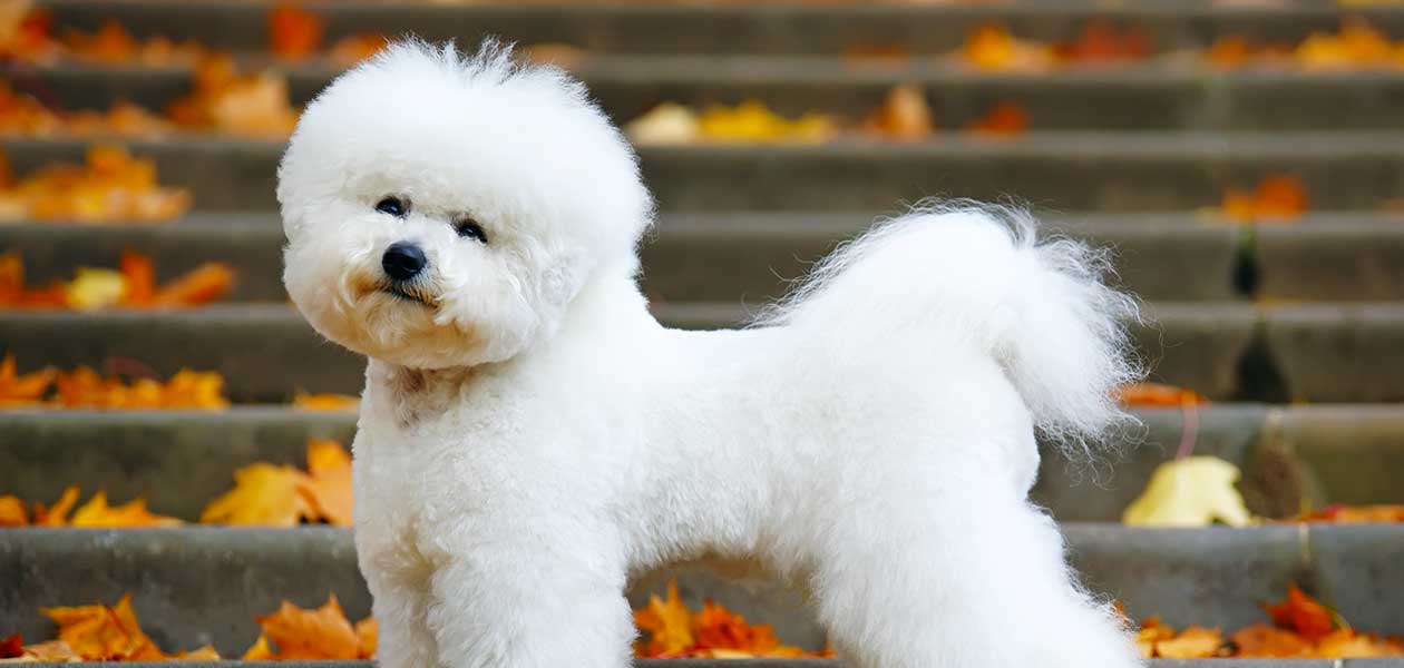 bichon frise 4 months old