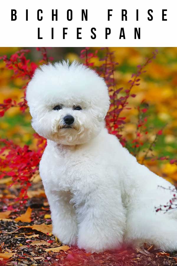 Bichon Frise Lifespan How Long Does This Small Breed Live