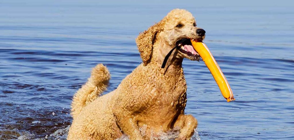 pictures of giant poodles