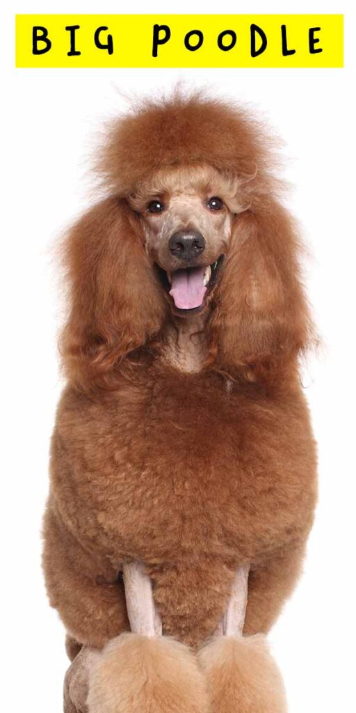 how big is a standard poodle