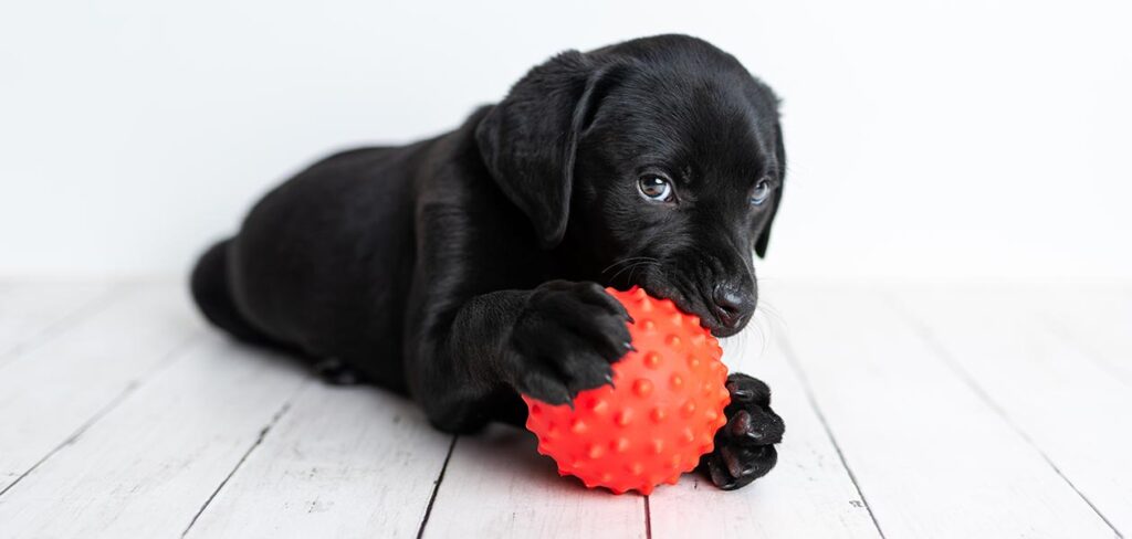 black labs dog