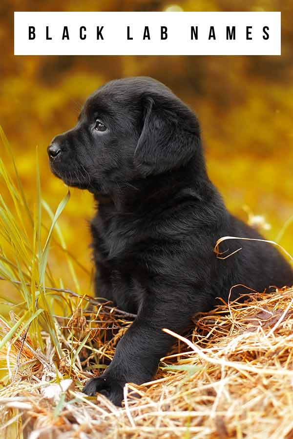 Black Lab Names Unique Ideas For Naming Your New Black Lab