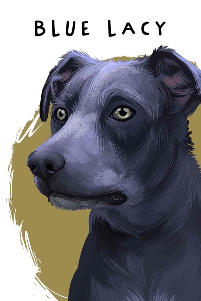 Blue Lacy Dog Breed Information Center Your Complete Guide