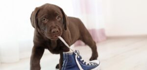 chocolate lab names